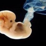 шестая неделя беременности